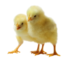 chicks